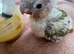 Super tamed (2 left now) conures.