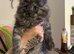 Beautiful Mainecoon kittens