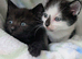 British Blue x kittens, flead/wormed/litter trained/socialised/ From £80