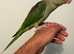 Hand-Reared Baby Alexandrine Parrot