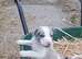 Lovely Farm Reared Merle Pups