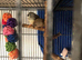 ZEBRA FINCHES AVAILABLE