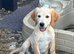 Gorgeous KC Registered Golden Retriever Boy
