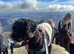 Poppy - Beautiful, Loving Female Miniature Poodle - 5 Years Old