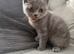 British short haired female kitten READY NOW