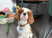 Cavalier King Charles - looking for new home.