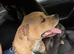Staffordshire Bull Terrier (Sasha) - free to good home