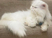 Exotic Persian Doll Face Kittens