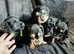 Cockapoo puppies
