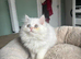 Persian Kittens
