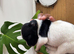 2 cocker spaniel x jack Russell puppies
