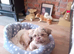 Beautiful male puppy