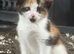 Adorable playful kittens