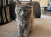 Ragdoll cross Norwegian