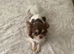 Stunning Chocolate, Tan & White Long-Haired Chihuahua - Sheffield