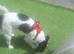 Jack russell x