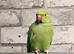 Stunning young Indian ringnick parrot