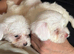 Maltese puppy boys only
