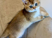 ️ Adorable Kittens ️