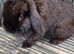 Adult Female Bunny