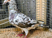 Almond racing pigeon cocks