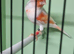 Red mosaic cock