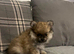 KC registered Pomeranian puppy