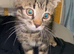 Beautiful kitten