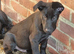 Belgian Malinois Puppies KNPV READY NOW