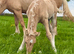 Stunning Welsh D colt to make 15.2hh