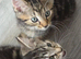 two boys BSH