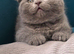 3 Scotish Fold shorthair