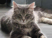 Ragdoll cross main coon kitten for sale