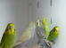 Budgies