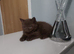British shorthair kittens