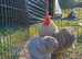 Lavender Pekin pair