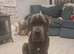Beautiful kind tame boy 9mths