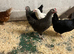 Pol  hens