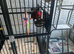 Incredibly spacious parrot cage with optional central divider