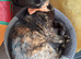 Beautifull Willow looking for a loving home =]
