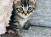 British long hair mix kittens