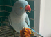 Baby blue tamed ring neck talking parrot