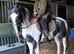 Part bred Welsh cob