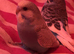 4 budgies looking for the forever home