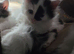 Kittens for sale