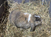 Mini lops 8 week old ready for new homes now
