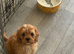 2 male F1 Cavapoos