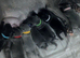 Kc blue Staffordshire bull terrier puppies