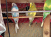 Young budgies for sale.all colours