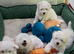 Maltipoo poppies for sale